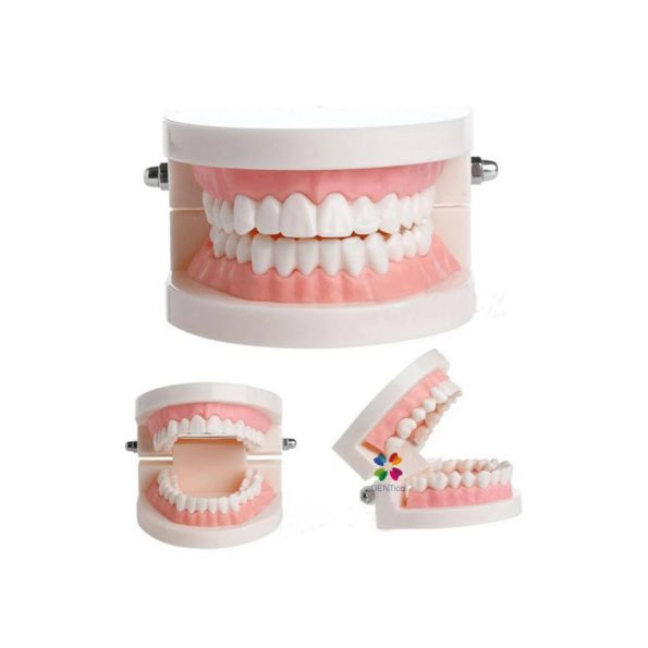 Dental Model For Patient Education MD - 105