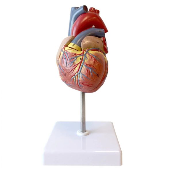 Deluxe Heart Model For Anatomists And Medical Students