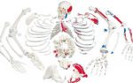 Disarticulated Human Skeleton Painted To Show Muscles Origins and Insertions Bi-Lateral Boneset|human-skeleton-model-painted_001