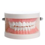 base_4_|model_1_dental|model_1_dental_3|model_1_dental_4|model_1_dental_5