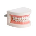 base_4_|model_1_dental|model_1_dental_3|model_1_dental_4|model_1_dental_5