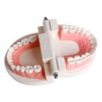 base_4_|model_1_dental|model_1_dental_3|model_1_dental_4|model_1_dental_5