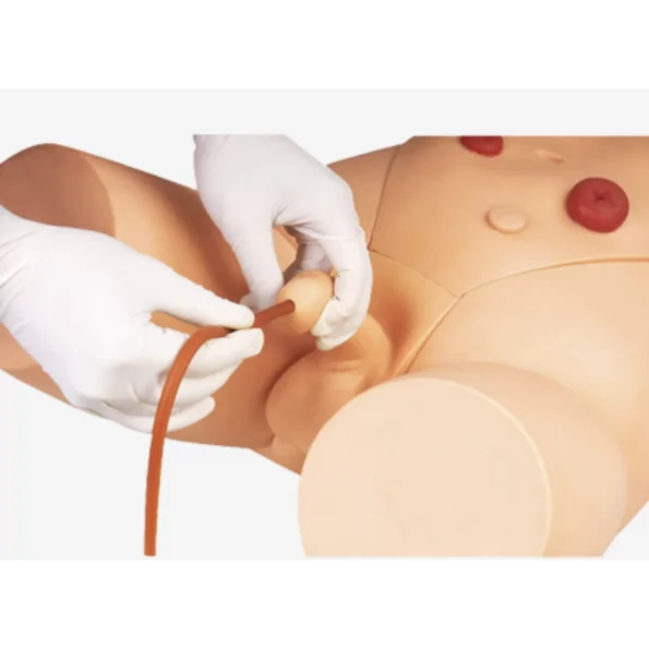 Catheterization Training Simulator(Male)