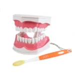 Dental Teeth With Toothbrush Model For Teaching/Studying Dental And Brushing Techniques|Dental-Teeth-Model06-1200×1200|Dental-Teeth-Model05-1200×1200|Dental-Teeth-Model04-1200×1200|Dental-Teeth-Model02-1200×1200|Dental-Teeth-Model03-1200×1200