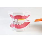 Dental Teeth With Toothbrush Model For Teaching/Studying Dental And Brushing Techniques|Dental-Teeth-Model06-1200×1200|Dental-Teeth-Model05-1200×1200|Dental-Teeth-Model04-1200×1200|Dental-Teeth-Model02-1200×1200|Dental-Teeth-Model03-1200×1200