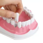 Dental Teeth With Toothbrush Model For Teaching/Studying Dental And Brushing Techniques|Dental-Teeth-Model06-1200×1200|Dental-Teeth-Model05-1200×1200|Dental-Teeth-Model04-1200×1200|Dental-Teeth-Model02-1200×1200|Dental-Teeth-Model03-1200×1200