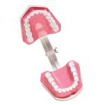 Dental Teeth With Toothbrush Model For Teaching/Studying Dental And Brushing Techniques|Dental-Teeth-Model06-1200×1200|Dental-Teeth-Model05-1200×1200|Dental-Teeth-Model04-1200×1200|Dental-Teeth-Model02-1200×1200|Dental-Teeth-Model03-1200×1200