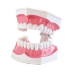 Dental Teeth With Toothbrush Model For Teaching/Studying Dental And Brushing Techniques|Dental-Teeth-Model06-1200×1200|Dental-Teeth-Model05-1200×1200|Dental-Teeth-Model04-1200×1200|Dental-Teeth-Model02-1200×1200|Dental-Teeth-Model03-1200×1200