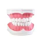 Dental Teeth With Toothbrush Model For Teaching/Studying Dental And Brushing Techniques|Dental-Teeth-Model06-1200×1200|Dental-Teeth-Model05-1200×1200|Dental-Teeth-Model04-1200×1200|Dental-Teeth-Model02-1200×1200|Dental-Teeth-Model03-1200×1200