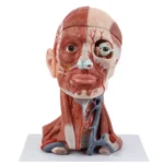 Anatomical Model Of Human Head with Neck