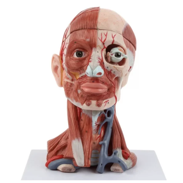 Anatomical Model Of Human Head with Neck