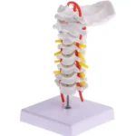 Cervical Vertebral Column With Neck Artery