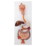 Digestive System Model – Divine Medicare|digestive-system-model-02-1200×1200|digestive-system-model-03-1200×1200|digestive-system-model-04-1200×1200|digestive-system-model-05-1200×1200|digestive-system-model-06-1200×1200|digestive-system-model-01