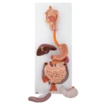 Digestive System Model – Divine Medicare|digestive-system-model-02-1200×1200|digestive-system-model-03-1200×1200|digestive-system-model-04-1200×1200|digestive-system-model-05-1200×1200|digestive-system-model-06-1200×1200|digestive-system-model-01