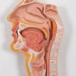 Digestive System Model – Divine Medicare|digestive-system-model-02-1200×1200|digestive-system-model-03-1200×1200|digestive-system-model-04-1200×1200|digestive-system-model-05-1200×1200|digestive-system-model-06-1200×1200|digestive-system-model-01