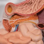 Digestive System Model – Divine Medicare|digestive-system-model-02-1200×1200|digestive-system-model-03-1200×1200|digestive-system-model-04-1200×1200|digestive-system-model-05-1200×1200|digestive-system-model-06-1200×1200|digestive-system-model-01