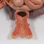 Digestive System Model – Divine Medicare|digestive-system-model-02-1200×1200|digestive-system-model-03-1200×1200|digestive-system-model-04-1200×1200|digestive-system-model-05-1200×1200|digestive-system-model-06-1200×1200|digestive-system-model-01