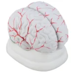 Brain Model With Arteries – Can Be Dissembled Into 8 Parts For In-Depth Study|human-brain-model-02-1200×1200|human-brain-model-03-1200×1200