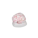 Brain Model With Arteries – Can Be Dissembled Into 8 Parts For In-Depth Study|human-brain-model-02-1200×1200|human-brain-model-03-1200×1200