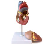 Deluxe Heart Model For Anatomists And Medical Students|human-heart-deluxe-anatomical-model-2723-3-1200×1200|human-heart-deluxe-anatomical-model-2723-2-1200×1200