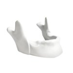 Mandible Phone Holder|image-5|5_copy_1__3_3|image-7|6_copy_1__7