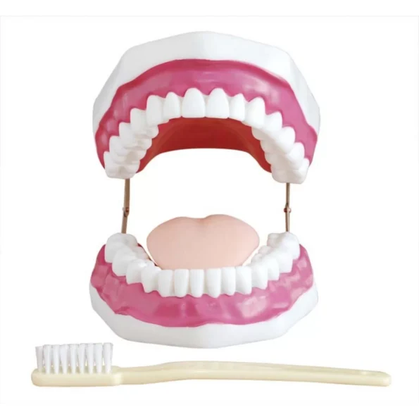 Dental Care Model For Patient Education